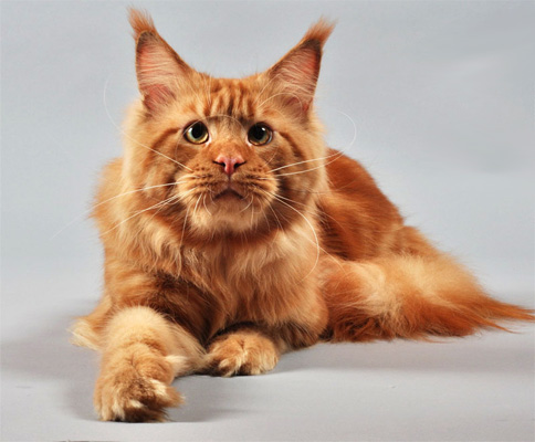 mainecoon.jpg