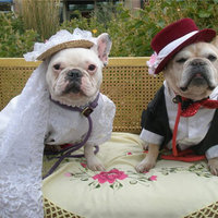 Проведение свадебных торжеств для собак