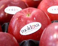 Импорт яблок, грецких орехов, чернослива из Молдавии