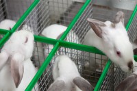 Разведение кроликов как проверенный бизнес