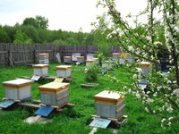Бизнес на пчеловодстве с нуля